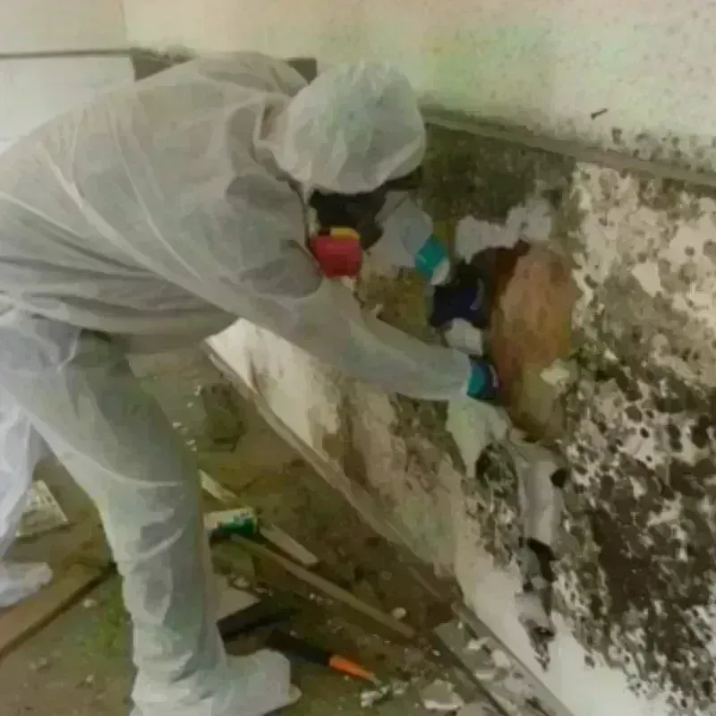 Mold Remediation and Removal in Warren County, KY